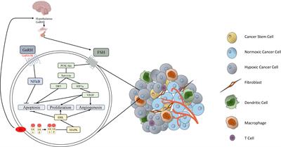 Characterizing Endocrine Status, Tumor Hypoxia and Immunogenicity for Therapy Success in Epithelial Ovarian Cancer